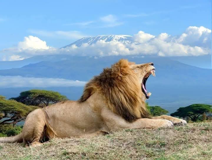 6 days Masai Mara – Lake Nakuru – Amboseli Tour
